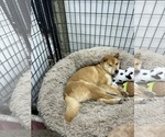 Small Photo #4 Shiba Inu Puppy For Sale in Mukwonago, WI, USA