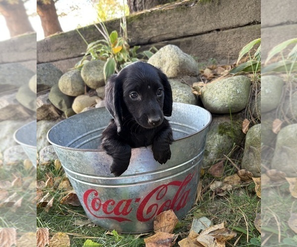 Medium Photo #2 Dachshund Puppy For Sale in MIDDLEBURY, IN, USA