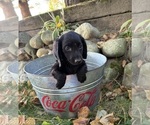 Tessa - Female Dachshund Puppy for Sale - Photo #2