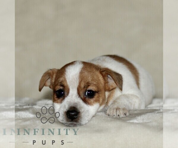 Medium Photo #4 Jack Russell Terrier-ShihPoo Mix Puppy For Sale in GORDONVILLE, PA, USA