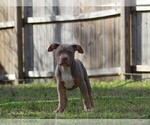 Small Photo #4 American Bully Puppy For Sale in CRESTVIEW, FL, USA
