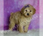 Small #4 Poodle (Toy)