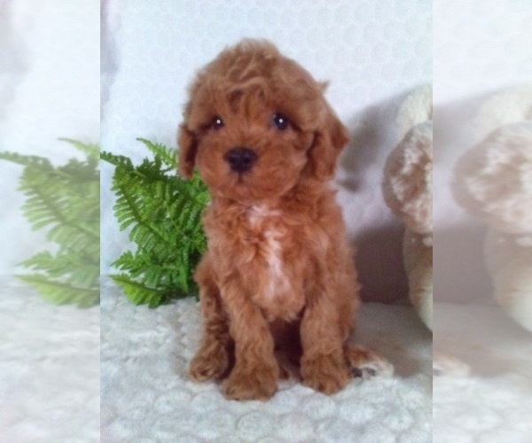 Medium Photo #4 Cavalier King Charles Spaniel-Poodle (Toy) Mix Puppy For Sale in SUGARCREEK, OH, USA