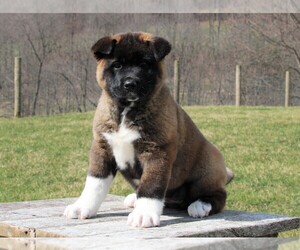 Akita Puppy for sale in FREDERICKSBURG, OH, USA