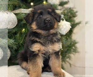 German Shepherd Dog Puppy for sale in PARADISE, PA, USA