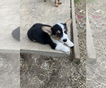 Puppy Puppy 3 Ross Pembroke Welsh Corgi