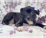 Small #9 American Staffordshire Terrier