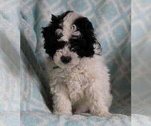 Poodle (Standard)-Shih Tzu Mix Puppy for sale in FREDERICKSBURG, OH, USA