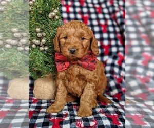 Goldendoodle (Miniature) Puppy for sale in CHRISTIANA, PA, USA