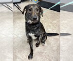 Small #3 Catahoula Leopard Dog-Labrador Retriever Mix