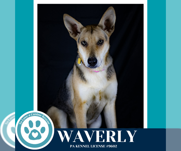 Medium Photo #8 German Shepherd Dog-Unknown Mix Puppy For Sale in Kimberton, PA, USA