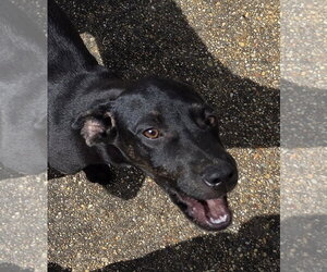 Labrador Retriever-Unknown Mix Dogs for adoption in Horn Lake, MS, USA