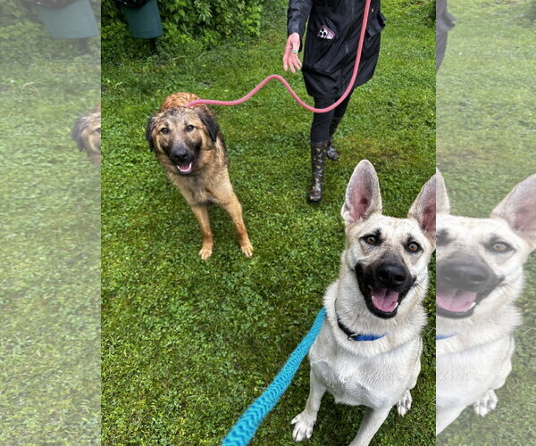 Medium Photo #2 Mutt Puppy For Sale in Rockaway, NJ, USA