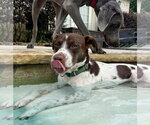 Small Photo #4 Brittany-Colonial Cocker Spaniel Mix Puppy For Sale in HOUSTON, TX, USA