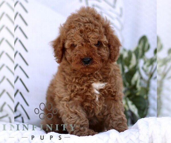 Medium Photo #3 Cavapoo (Miniature) Puppy For Sale in ELIZABETHTOWN, PA, USA