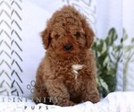 Small #2 Cavapoo (Miniature)