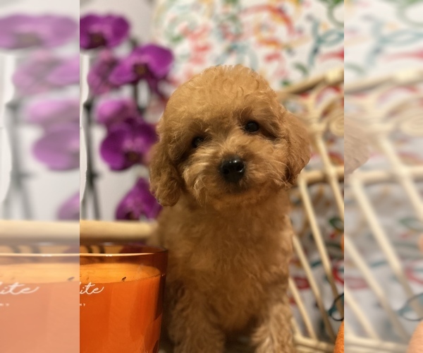 Medium Photo #6 Goldendoodle (Miniature) Puppy For Sale in LAS VEGAS, NV, USA