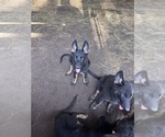 Small #1 German Shepherd Dog
