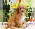 Puppy Gable Bernedoodle (Miniature)