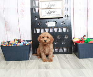 Goldendoodle (Miniature) Puppy for sale in MARIETTA, GA, USA