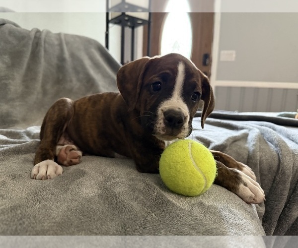 Medium Photo #19 Boxer Puppy For Sale in WEST COLUMBIA, SC, USA