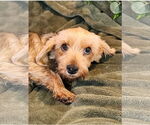 Small Mutt