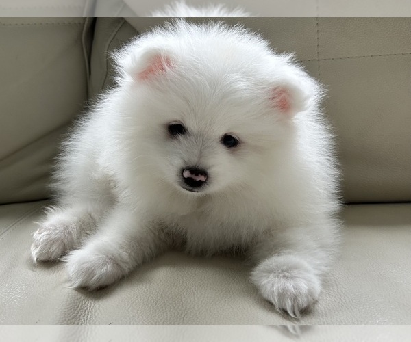 Medium Photo #6 Pomeranian Puppy For Sale in DES MOINES, WA, USA