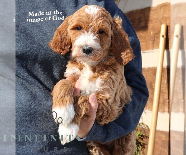 Medium Photo #2 Goldendoodle Puppy For Sale in NARVON, PA, USA