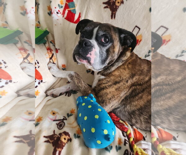 Medium Photo #5 Boxer Puppy For Sale in Burnsville, MN, USA