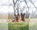 Small Photo #1 German Shepherd Dog Puppy For Sale in NICHOLASVILLE, KY, USA