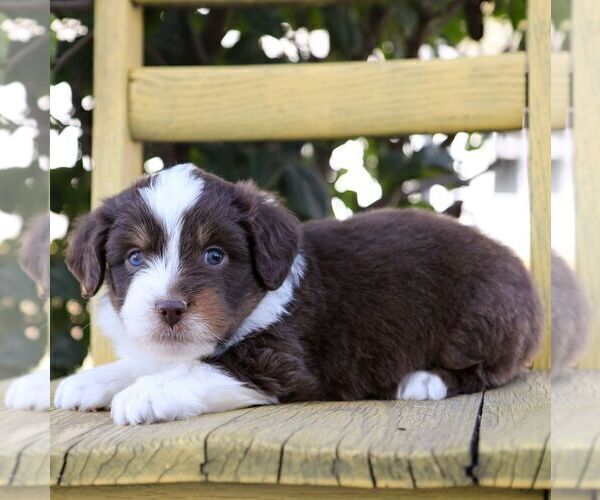 Medium Photo #2 Aussie-Poo Puppy For Sale in ARTHUR, IL, USA