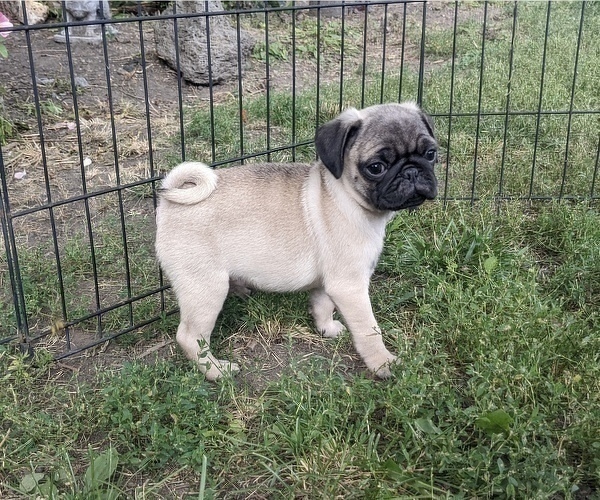 Medium Photo #2 Pug Puppy For Sale in BERWYN, IL, USA