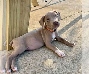 American Staffordshire Terrier-Unknown Mix Dogs for adoption in Brewster, NY, USA