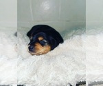 Small Photo #6 Dachshund Puppy For Sale in MECHANICSVILLE, VA, USA