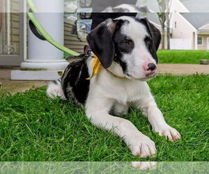 Australian Shepherd-Unknown Mix Dogs for adoption in Woodbury, NY, USA
