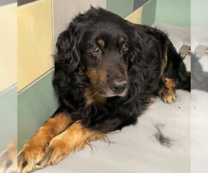 Mutt Dogs for adoption in San Diego, CA, USA