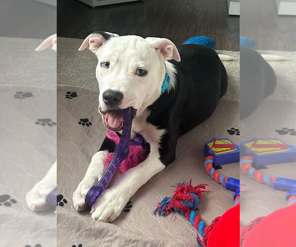 Medium Photo #11 American Pit Bull Terrier-Unknown Mix Puppy For Sale in Germantown, OH, USA