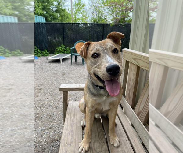Medium Photo #2 Mutt Puppy For Sale in Elmsford, NY, USA