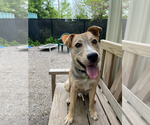 Small #1 Mutt