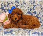 Small #3 Goldendoodle-Poodle (Toy) Mix