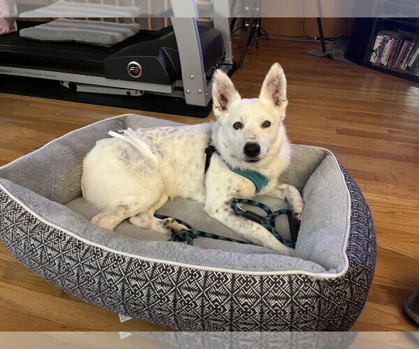 Medium Photo #2 Mutt Puppy For Sale in Mundelein, IL, USA