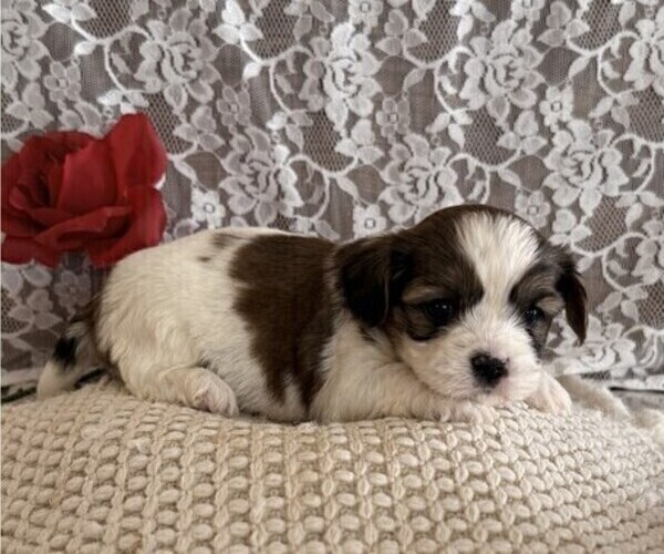 Medium Photo #3 Cavachon-Shih Tzu Mix Puppy For Sale in THORP, WI, USA