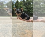 Small #3 Yorkshire Terrier