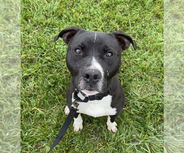 Medium Photo #9 Bullboxer Pit Puppy For Sale in Bolivar, MO, USA