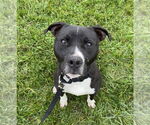 Small #8 Bullboxer Pit