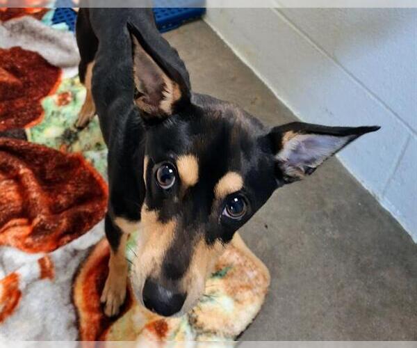 Medium Photo #1 Miniature Pinscher-Unknown Mix Puppy For Sale in Olathe, KS, USA