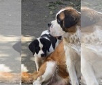 Small #8 Cane Corso-Saint Bernard Mix