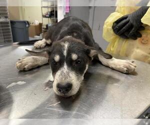 German Shepherd Dog Dogs for adoption in Riverside, CA, USA