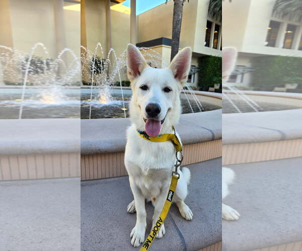 Medium Photo #7 Unknown-white german shepherd Mix Puppy For Sale in Newport Beach, CA, USA