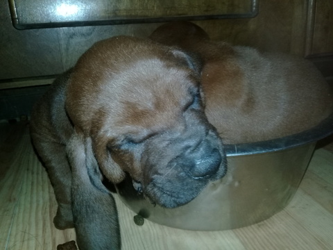 Medium Photo #6 Redbone Coonhound Puppy For Sale in OCTAVIA, OK, USA